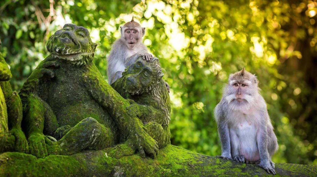 Ubud and the Sacred Monkey Forest — Bali attraction near Villa Frangipani Canggu